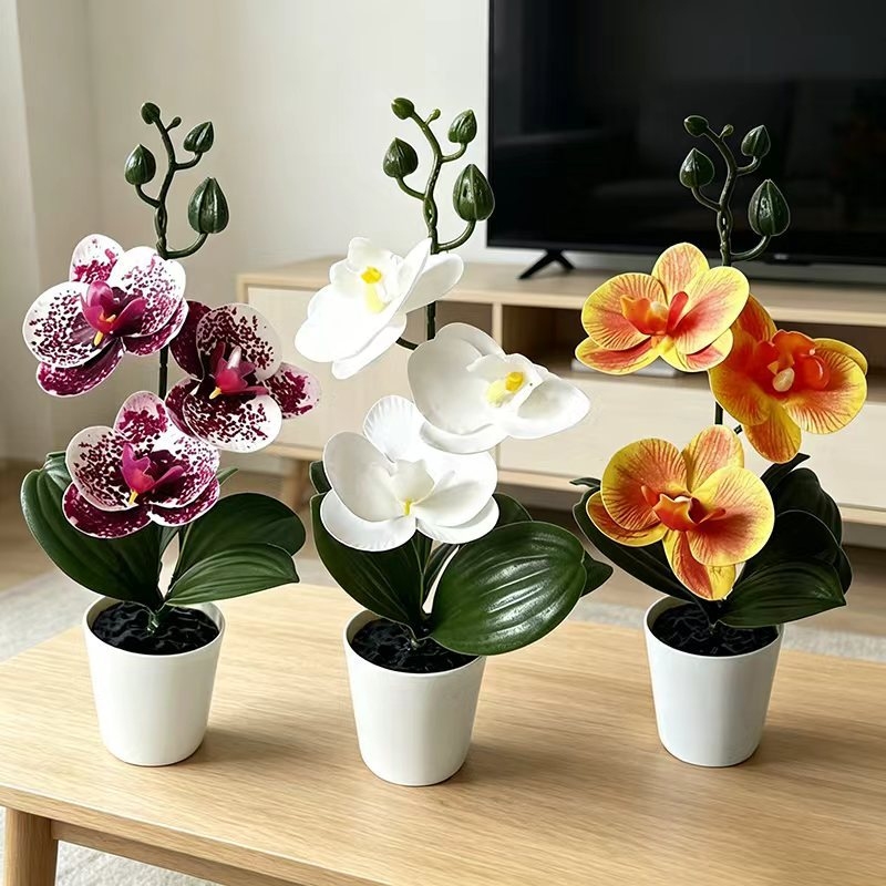 Orchid Phalaenopsis - Mini orchidée papillon en pot avec