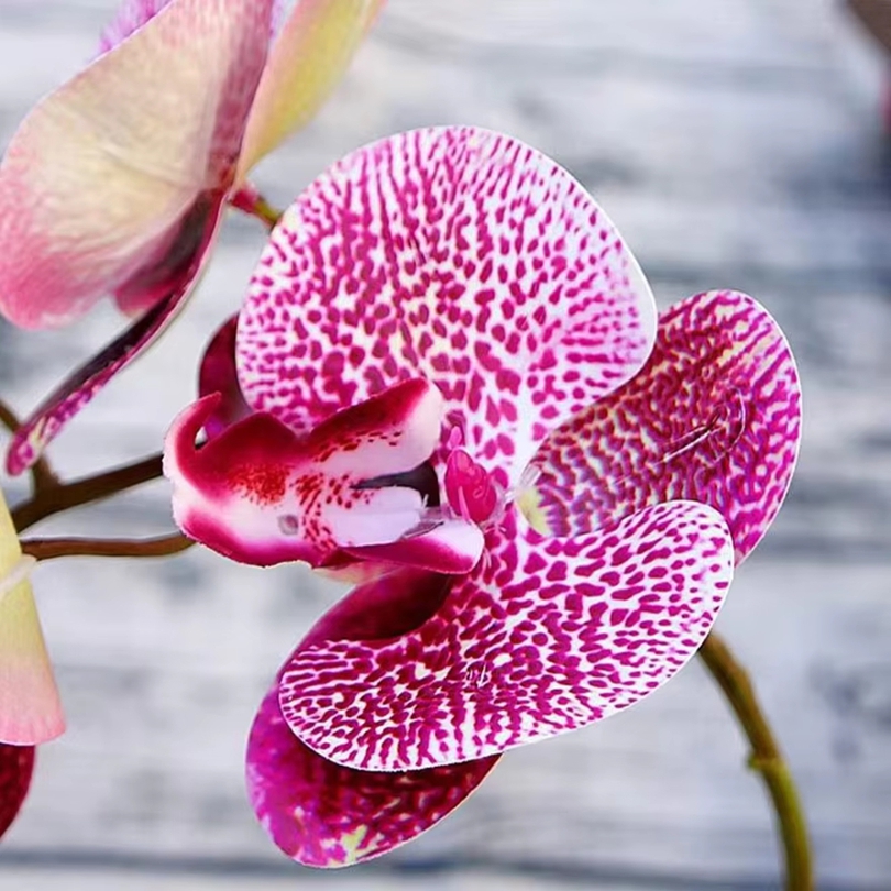 Fleurs artificielles 3D en pla - Orchid Phalaenopsis avis et prix