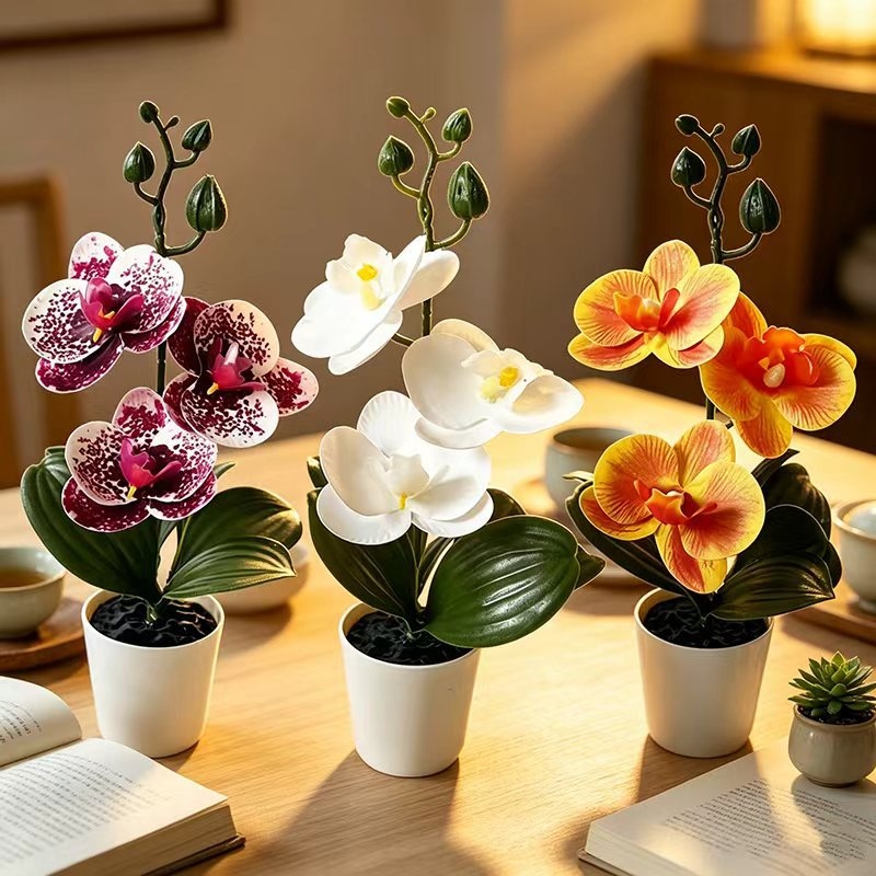 Mini orchidée papillon en pot  - Orchid Phalaenopsis avis et prix