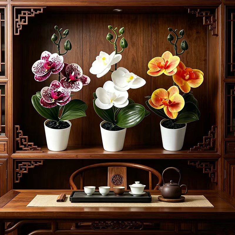 Mini orchidée papillon en pot  - Orchid Phalaenopsis avis et prix