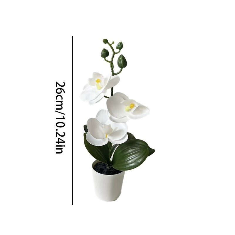 Mini orchidée papillon en pot  - Orchid Phalaenopsis avis et prix