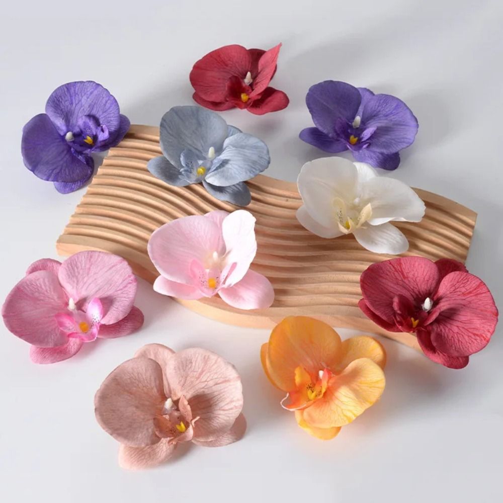 Têtes de fleurs de Phalaenopsi - Orchid Phalaenopsis avis et prix