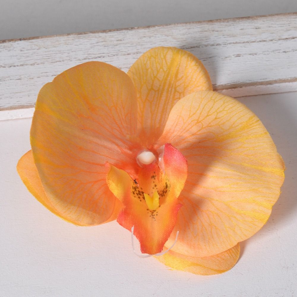 Têtes de fleurs de Phalaenopsi - Orchid Phalaenopsis avis et prix