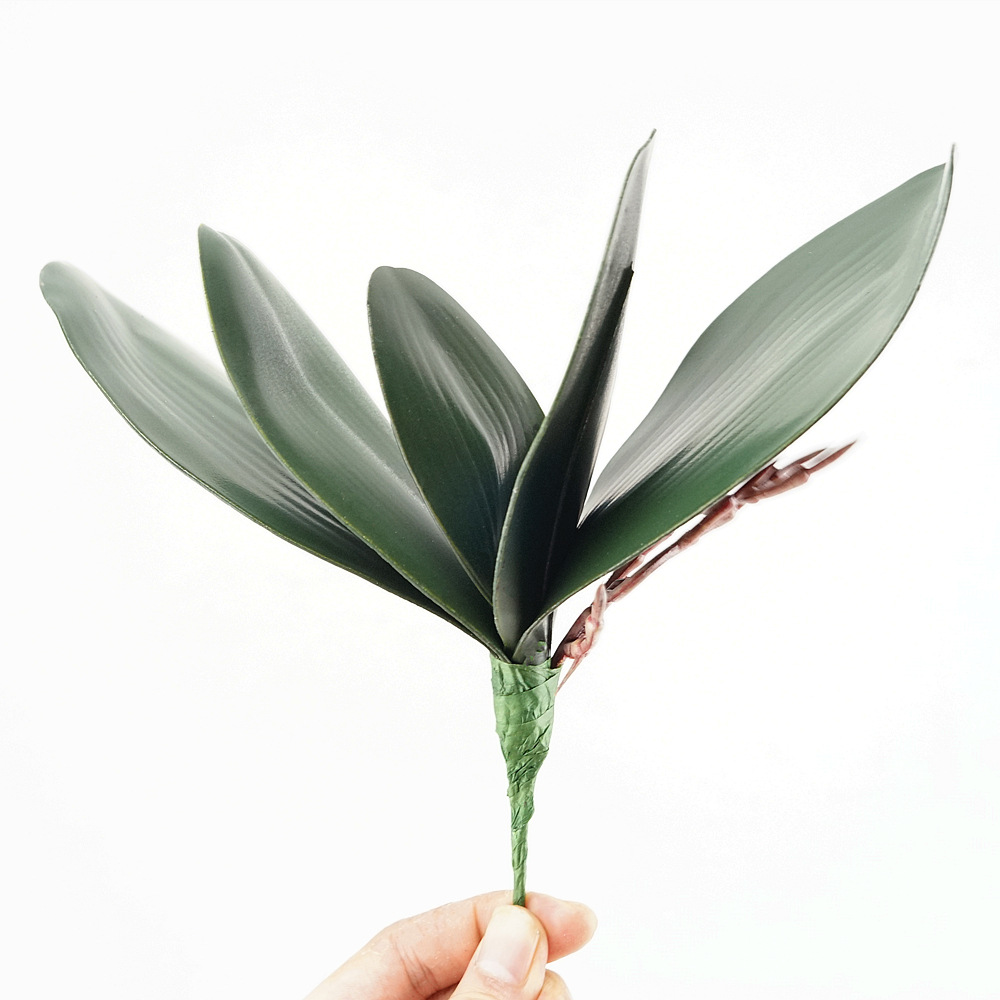 Simulation de feuilles de Phal - Orchid Phalaenopsis avis et prix