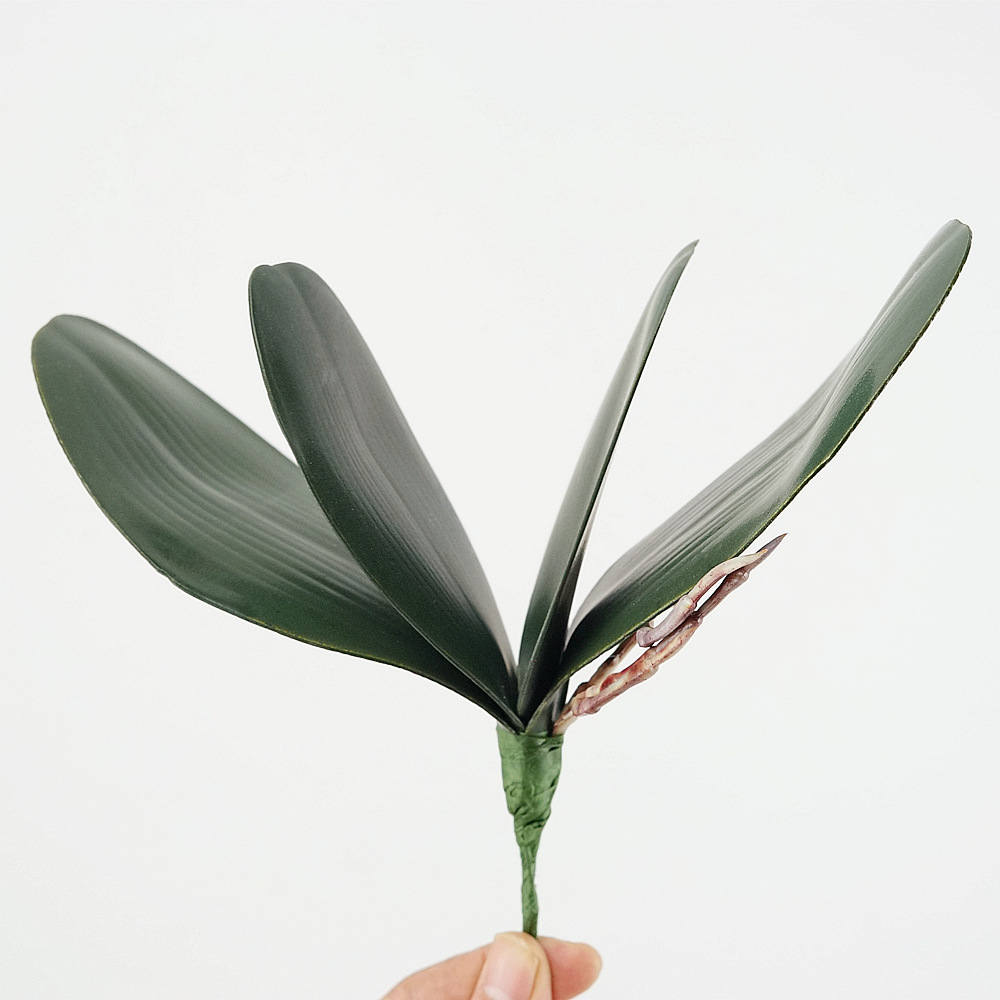Simulation de feuilles de Phal - Orchid Phalaenopsis avis et prix