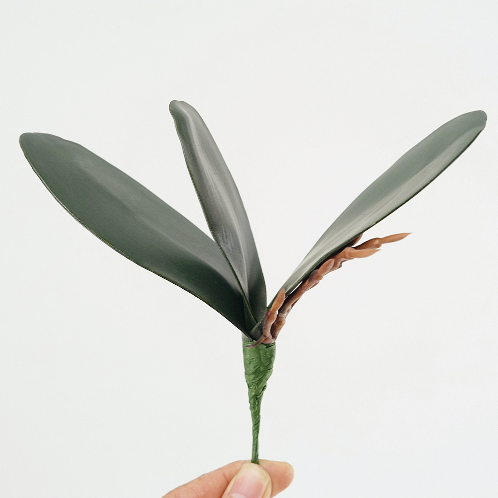 Simulation de feuilles de Phal - Orchid Phalaenopsis avis et prix
