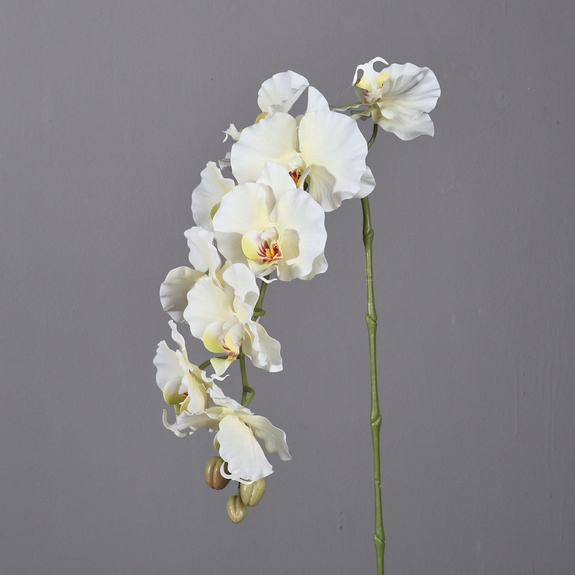 Phalaenopsis artificiel de Sty - Orchid Phalaenopsis avis et prix