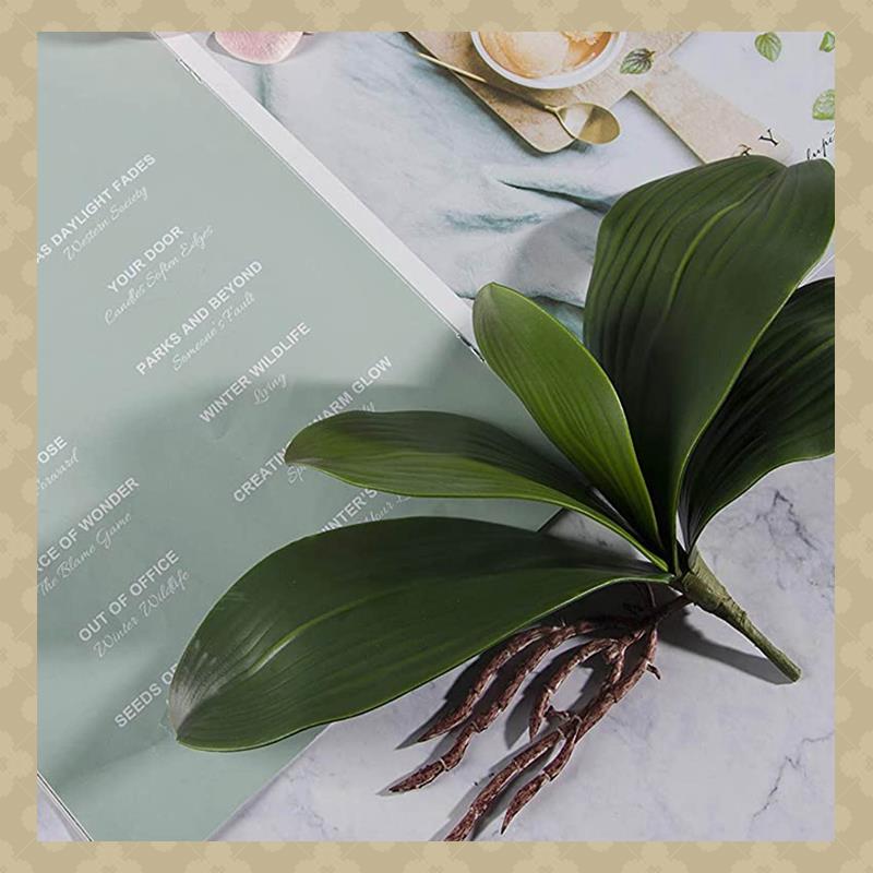 Feuilles d'orchidées Phalaenop - Orchid Phalaenopsis avis et prix